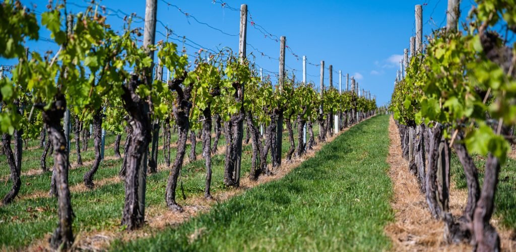 A beautiful scenery of a vineyard under a clear blue sky during daytime